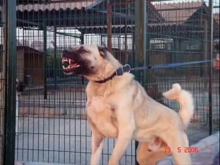 World Famous Kurdish Kangal Dog - Kürt Kangal Köpegi 1
