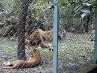 Oroszlánok közös ülése, Szeged Zoo