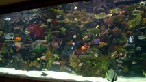 20,000 gallon Aquarium At the Mirage, las vegas