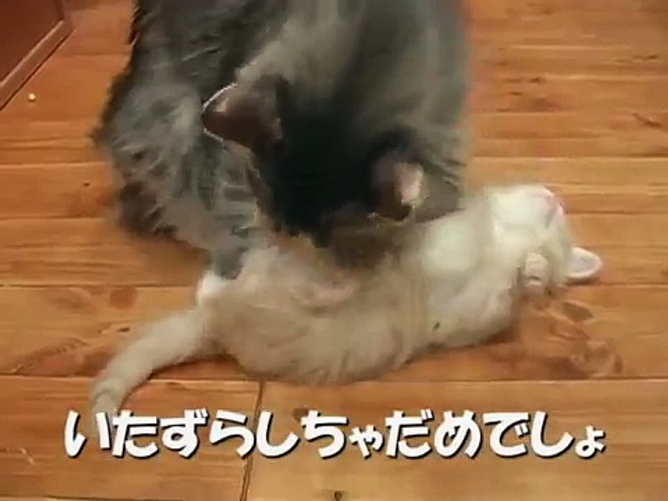 母猫のしつけ