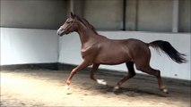 Quadriga : Stallion candidate/dressage aspirant 2013 by Dr. Jackson/Fürst Romancie