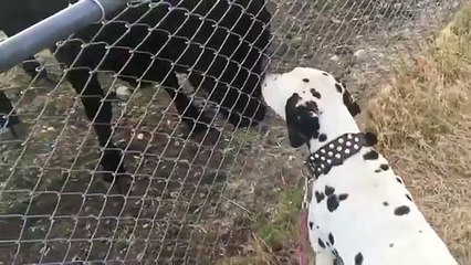 Ce veau veut désespérément jouer avec ce dalmatien !