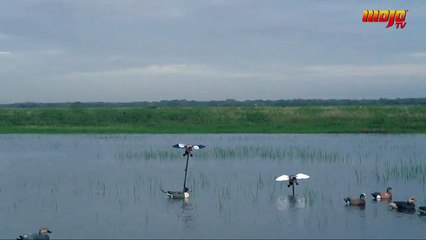 You have heard about skipping stones across water