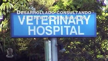 Mira cómo puedes enseñarle a tu gato a usar el inodoro
