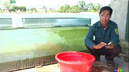 Kỹ thuật phòng trị bệnh cho cá rô phi  vuông