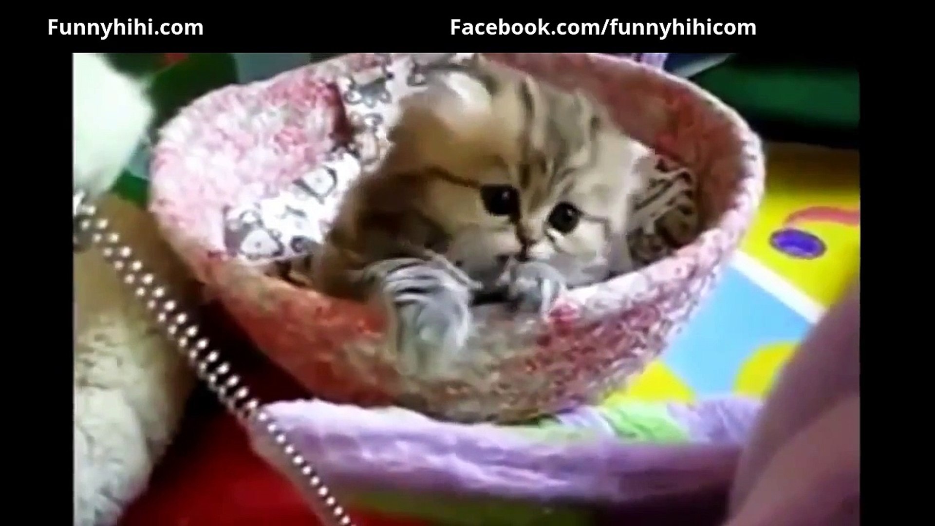 Funny Cats Funny Cats Videos 2015 Funny Cat Compition 2015