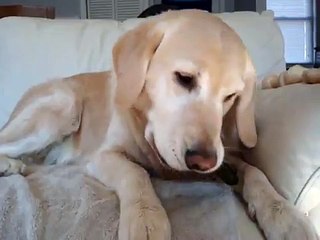 Dog eating Greenies III