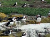 Puffins, Guillemots, Sandwich Terns and a Baby Shag