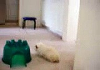 Fat Guinea Pig Running Up The Stairs