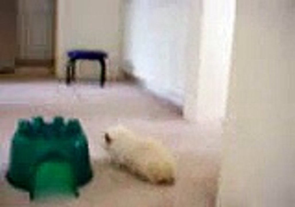 Fat Guinea Pig Running Up The Stairs