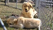 Golden Retriever Puppies (Nine Weeks Old)