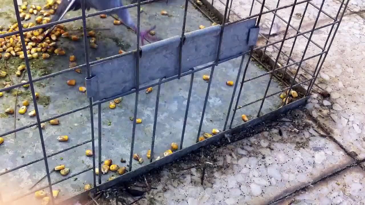 Jaula para capturar palomas con trampilla antirretorno