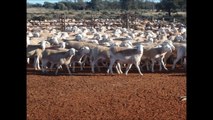AUSTRALIAN DORPER SHEEP EXPORTS to Malaysia