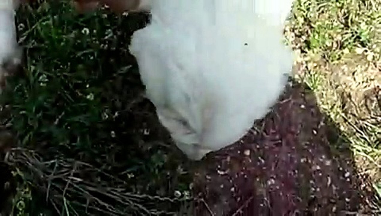 Il mio piccolo Orso, anzi orsacchiotto pastore abruzzese