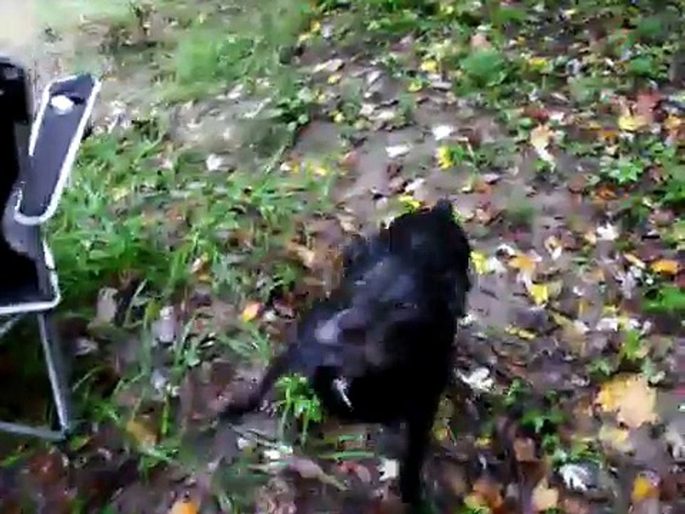 Shadow looking for a stick in the river.  Swimming Dog