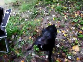 Shadow looking for a stick in the river.  Swimming Dog
