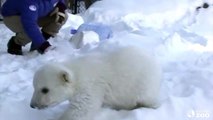 Toronto Zoo Polar Bear Cub Enjoys Playtime in his new Outdoor Habitat