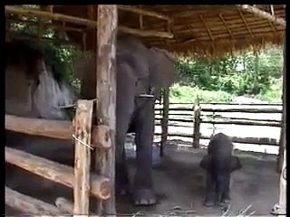 Elephants - help them