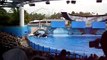 Killer Whale Shamu's show - Sea World Aquatica Orlando / Spectacle de l'Orc Shamu à Seaworld Orlando