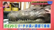 Funny Video   Crazy Japanese TV Show   Japanese Crocodile Prank