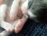 Cute Kitten sleeping and having nightmares