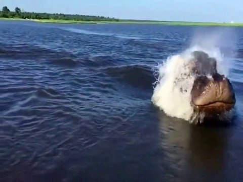 Videos Virais da Internet Incríveis.