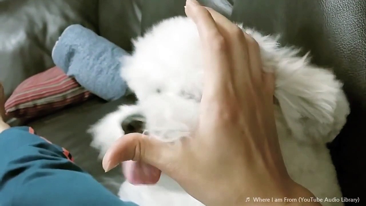 대도서관네 강아지 단추] 단추 자니? (꼬똥 드 툴레아)