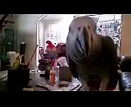 Tara, an African Grey parrot talking and whistling!