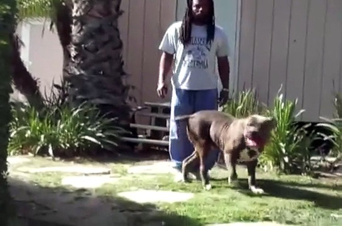 Bully pitbull, largest XXL Blue Bully Pitbull, BIG GEMINI KENNELS CUJO, 144 LBS, BIG Pit bull