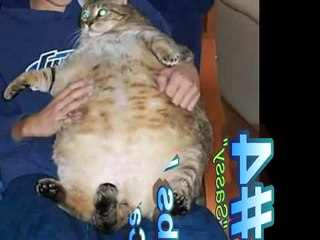 World's Fattest Cats ( Top 5 )