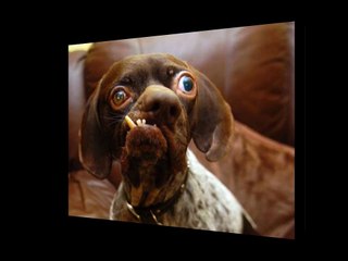World's UGLIEST Dogs ( Top 5 )
