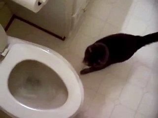 cat who likes to watch the toilet flush