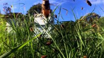 Slow motion Flow™ hive 'bee cam' snippet