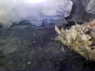 Centipede Scolopendra Subspinipes