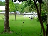 Great Dane looking for squirrels