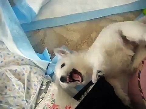 Westies love to chat and roll