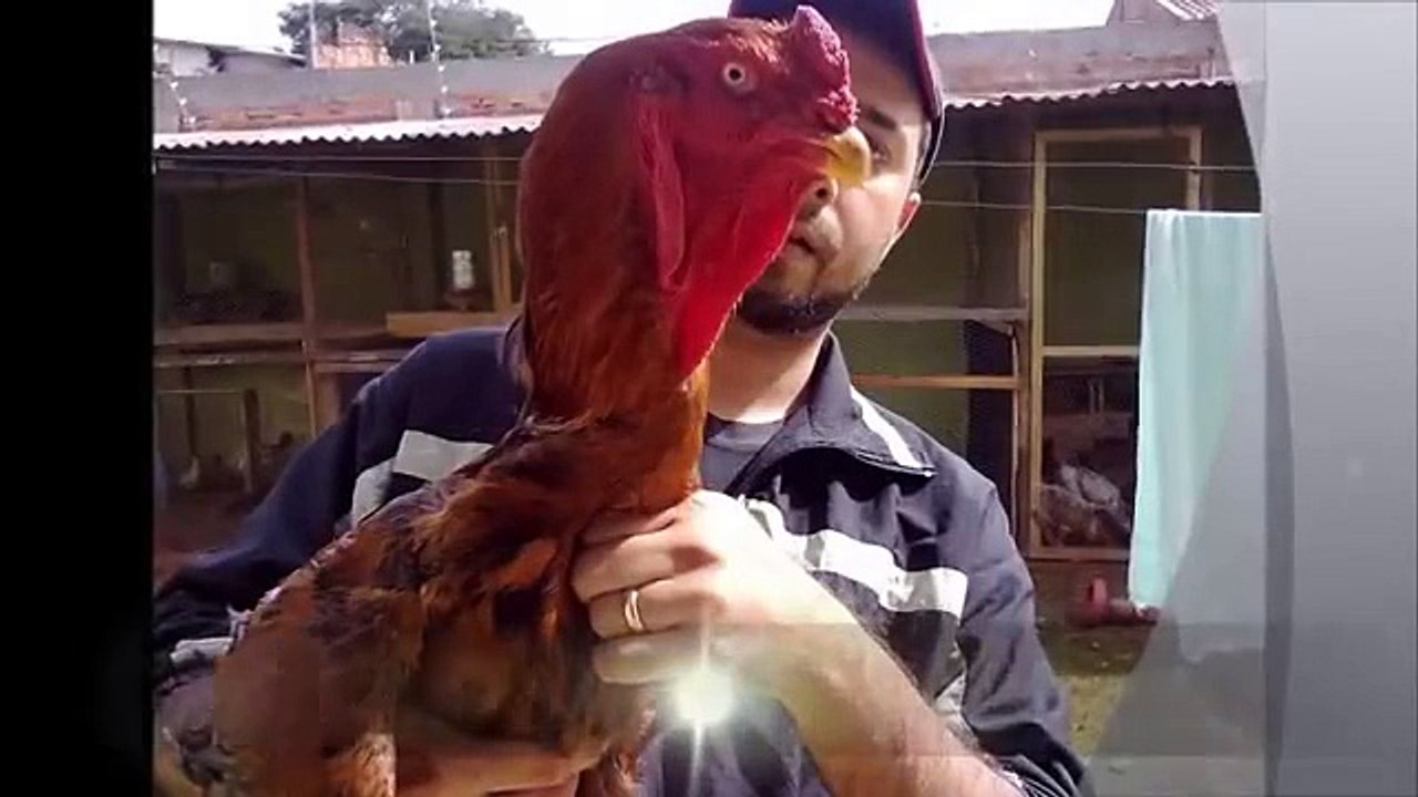 Indio Gigante Paraná