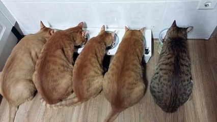 Five Cats Lineup !, Lunch Time~ 고양이들의 식사시간