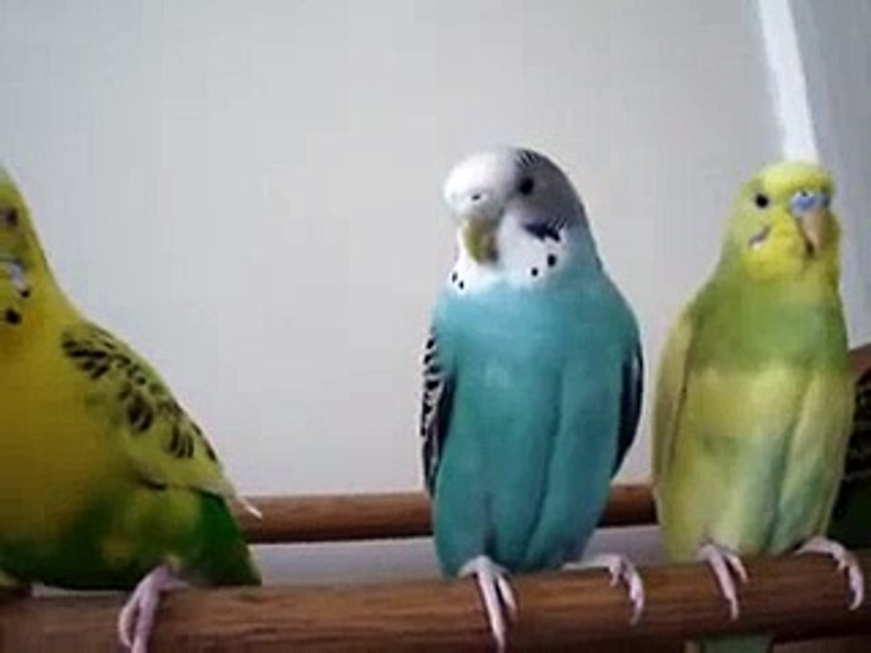 meet the flock updated