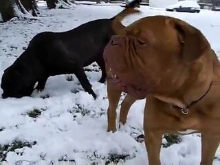 Neapolitan Mastiff and Bordeaux