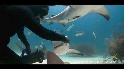 SHARK DANCE... MALAGUEÑA SALEROSA