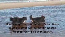 Berner Sennenhunde im Urlaub beim fischen