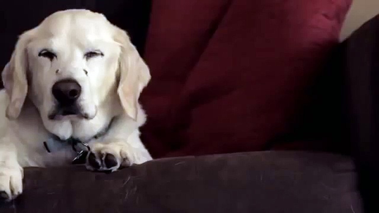 "This Is Sid" Pasadena Humane Society PSA