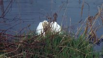 Young Mute Swans in Love - Stotfold Mill Nature Reserve March 2012