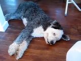 Cindy's Old English Sheep Dogs Herding