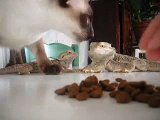 Bearded Dragons, Pug and Siamese cats having a feast togethe