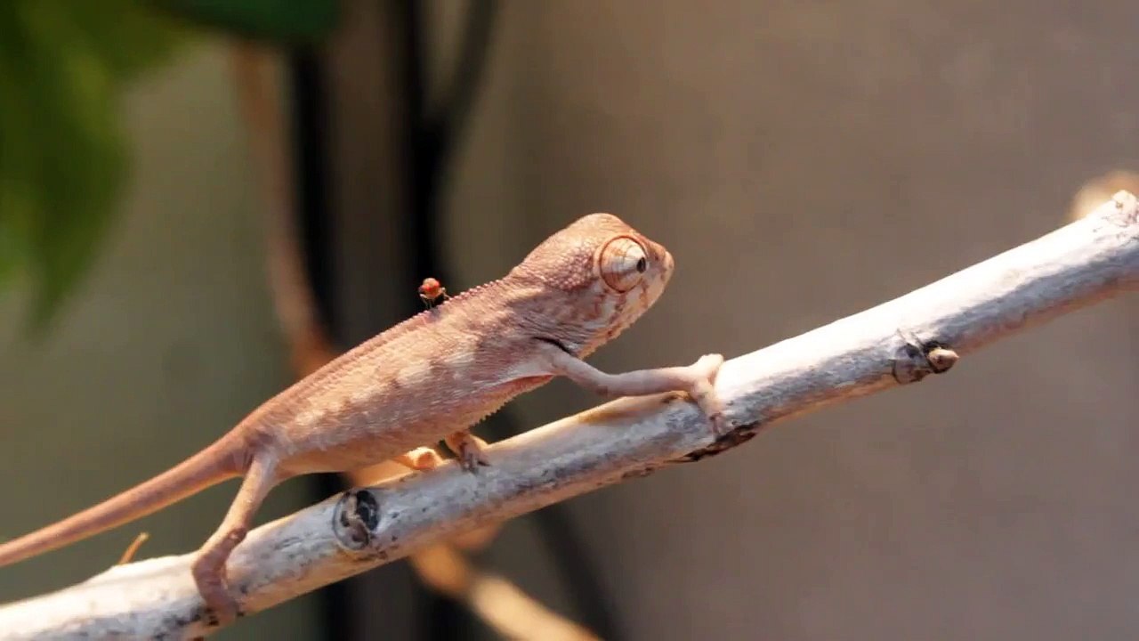 Newborn Chameleons