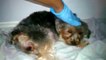 Yorkshire Terrier Dog Giving Birth So Amazing