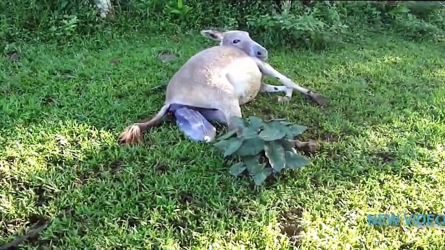 ❤ DONKEYS Giving Birth to Baby - Animals Give Birth Compilation