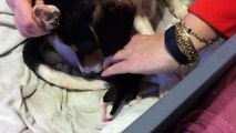Beagle Dog Breed Giving Birth